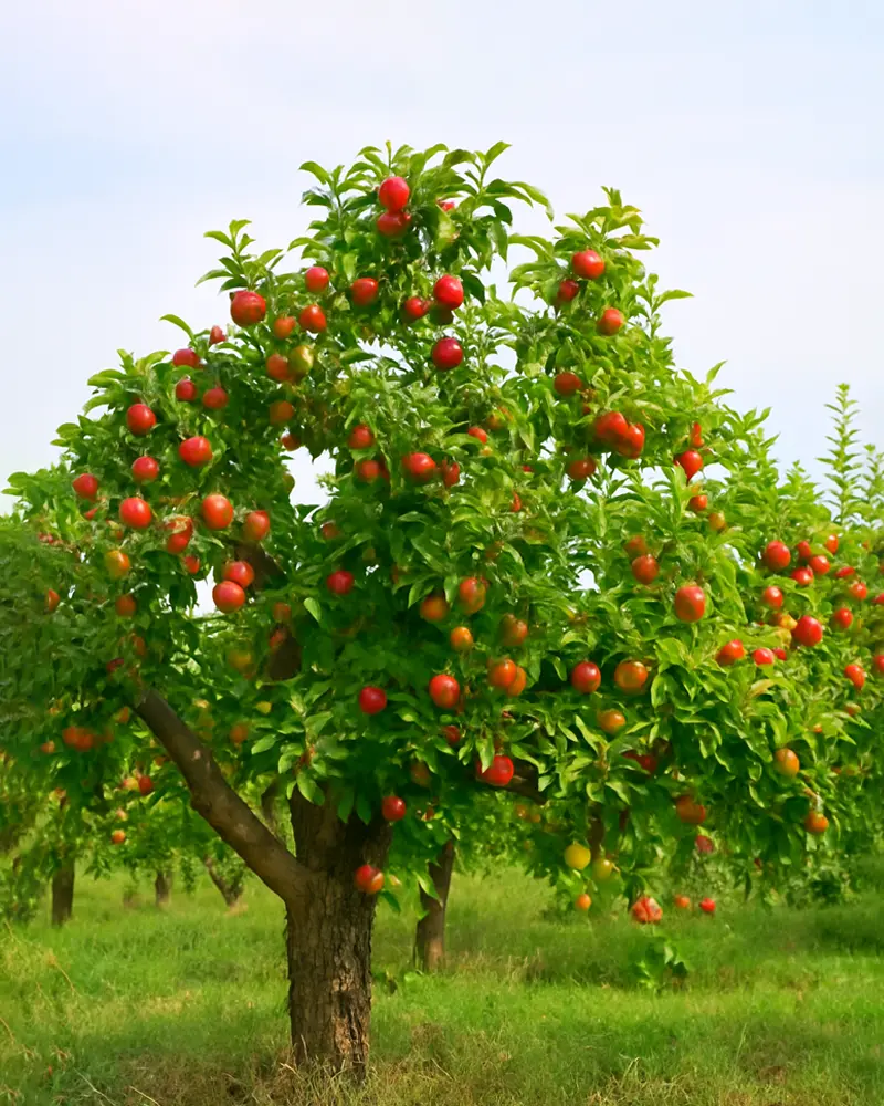 درخت سیب _ درختی مناسب برای باغچه ویلا و فضای شهری