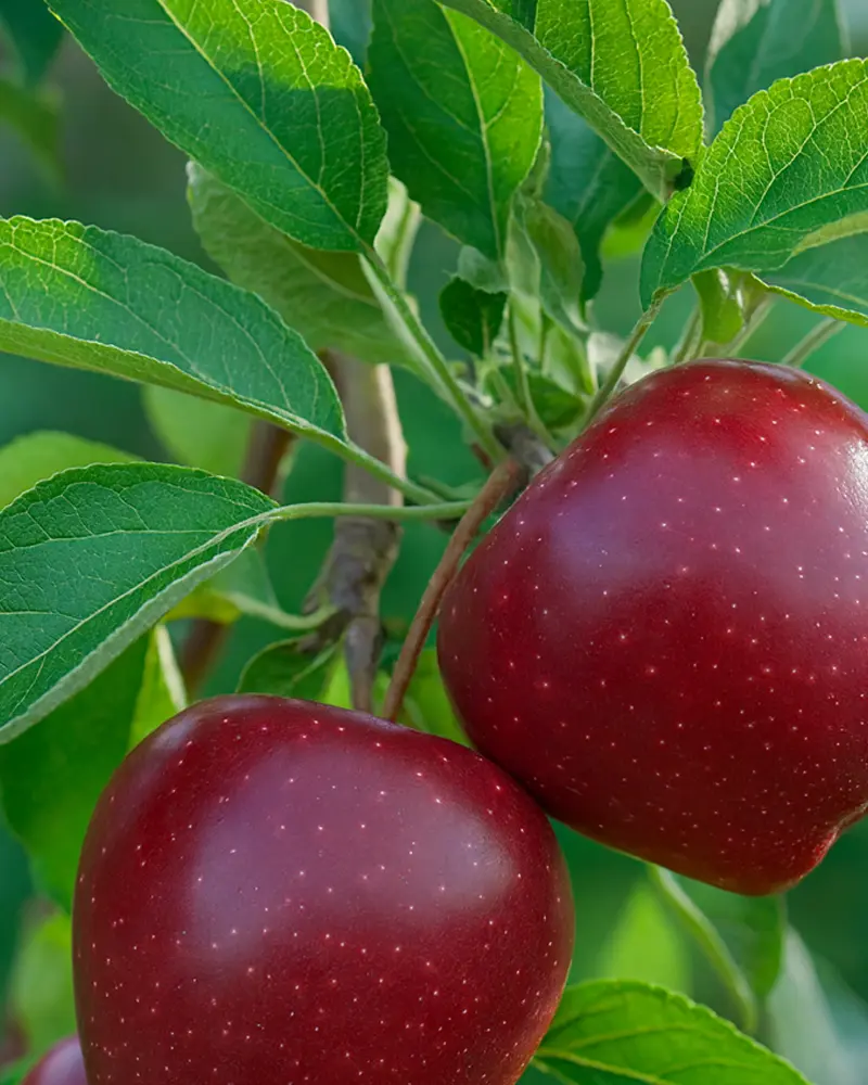 برگ درخت سیب