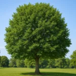 درخت نارون – درختی بادوام برای باغچه و فضای سبز شهری