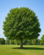 درخت نارون – درختی بادوام برای باغچه و فضای سبز شهری