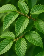 درخت نارون – درختی بادوام برای باغچه و فضای سبز شهری