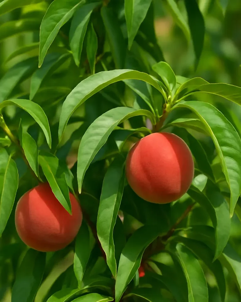 برگ درخت هلو