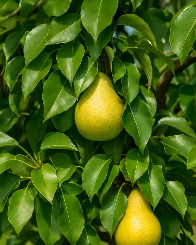 برگ درخت گلابی