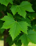 برگ درخت چنار