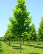 درخت چنار | درخت زینتی برای باغچه و ویلا