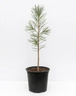 نهال درخت کاج تهران