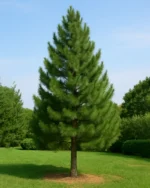 درخت کاج تهران