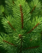 درخت کاج تهران - تصویر 2