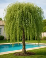 درخت بید مجنون