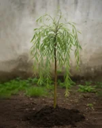 نهال بید مجنون