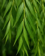 برگ درخت بید مجنون